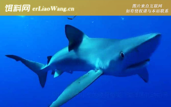 鲨鱼:生活习性