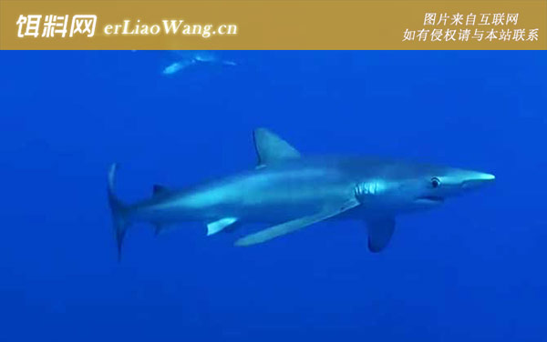 鲨鱼:代表物种