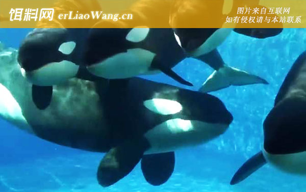 大白鲨:智商对比