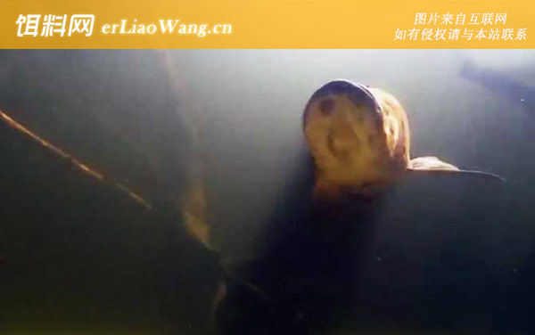 巨骨舌鱼:分布范围