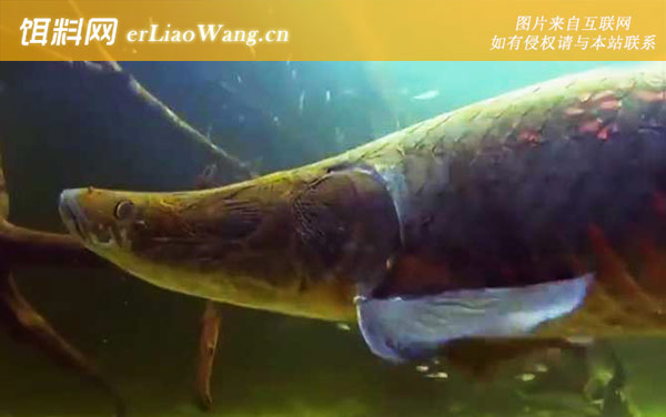 巨骨舌鱼:栖息环境