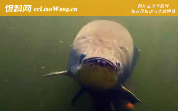 巨骨舌鱼:分布范围