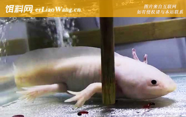 六角恐龙:分布范围