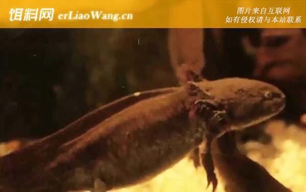 六角恐龙:栖息环境