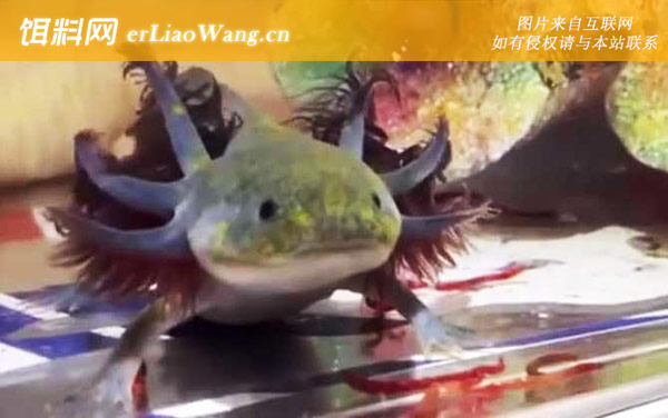 六角恐龙吃什么食物-白化品种