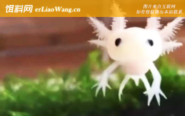 六角恐龙:白化品种