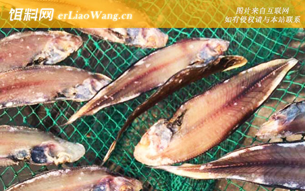 龙利鱼:分布范围