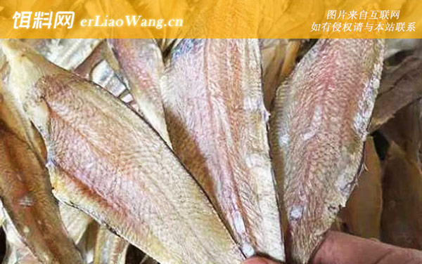 龙利鱼:生活习性