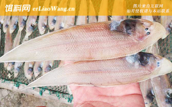 龙利鱼:生活习性