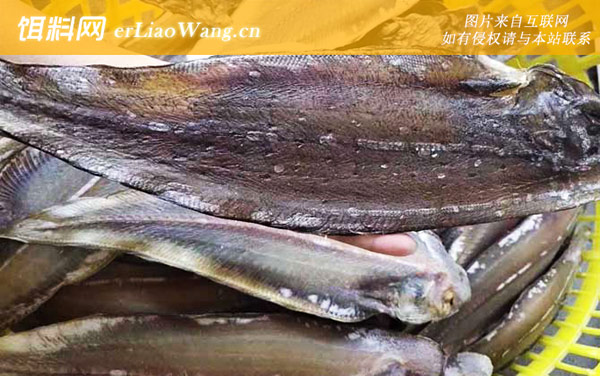 龙利鱼:分布范围