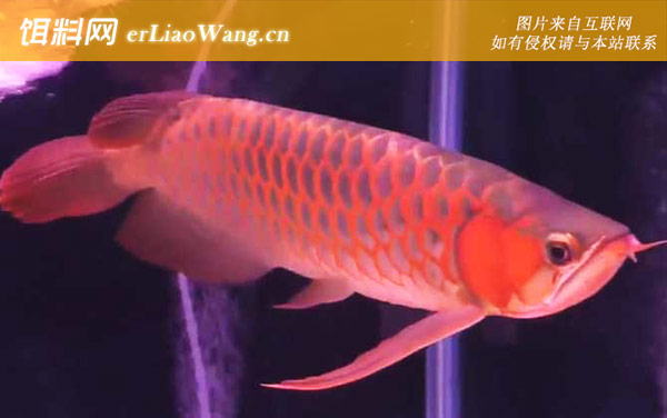 龙鱼:形态特征
