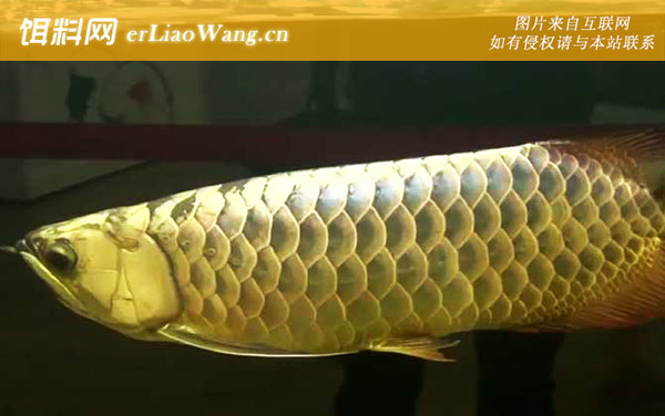 龙吐珠鱼:生活习性