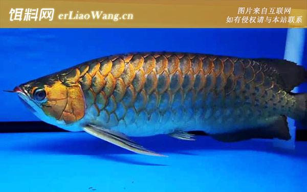 龙吐珠鱼:物种分类