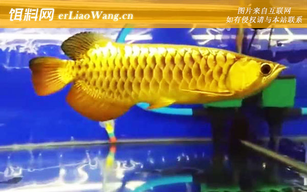 龙鱼怎么养最好-病害防治