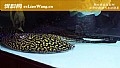 《龙鱼混养什么鱼最好？》封面图