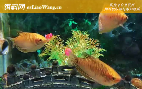 曼龙鱼是什么鱼-分布范围