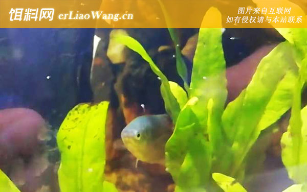 曼龙鱼:生活习性