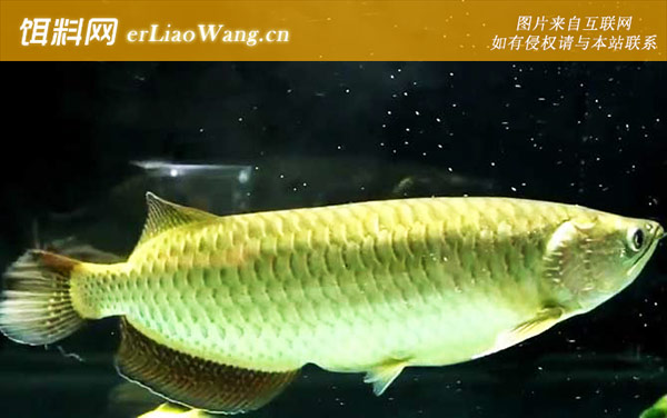 澳洲星点龙鱼是什么鱼-生活习性