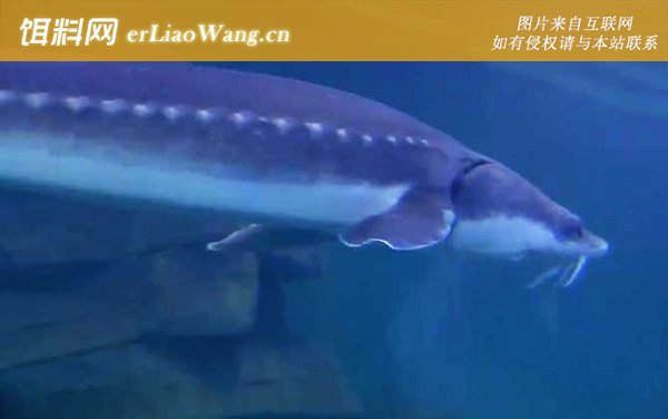 鲟龙鱼:分布范围