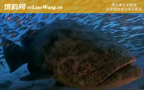 龙趸鱼:生活习性