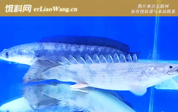 九角龙鱼:分布范围