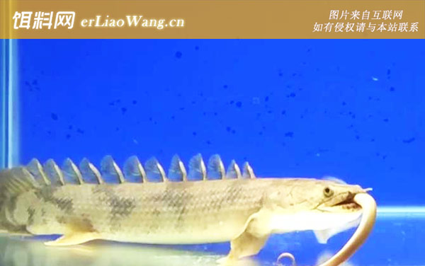 九角龙鱼:生活习性