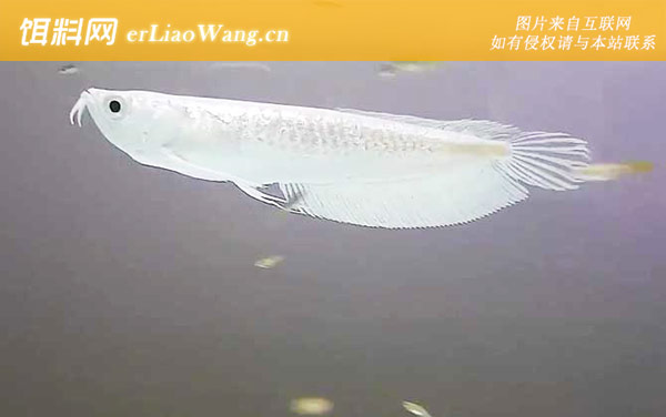 银龙鱼:分布范围