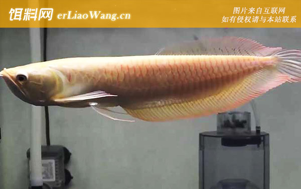 银龙鱼:饲养方法