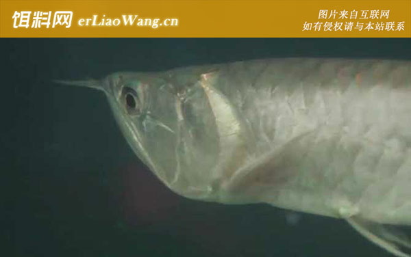 银龙鱼:饲养方法