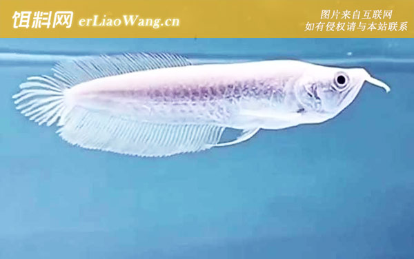 银龙鱼:病害防治