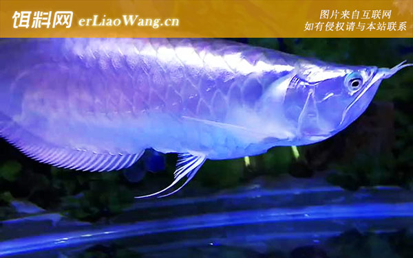银龙鱼:栖息环境