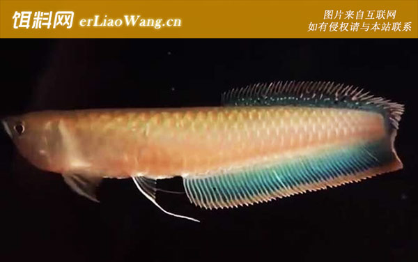 银龙鱼:生活习性