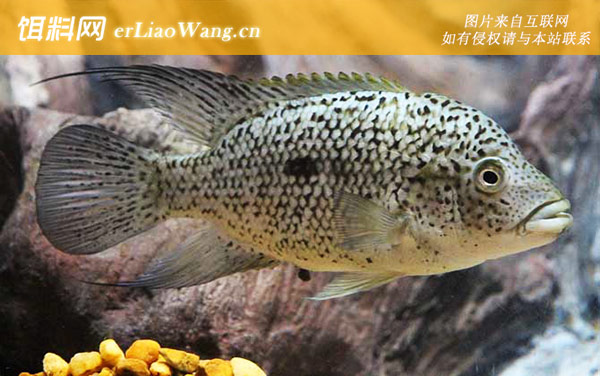 银龙鱼混养什么鱼最好-鹦鹉鱼