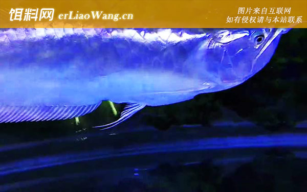 银龙鱼:病虫危害