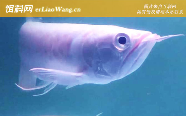 银龙鱼:生活习性