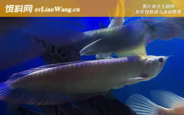 银龙鱼:饲养方法