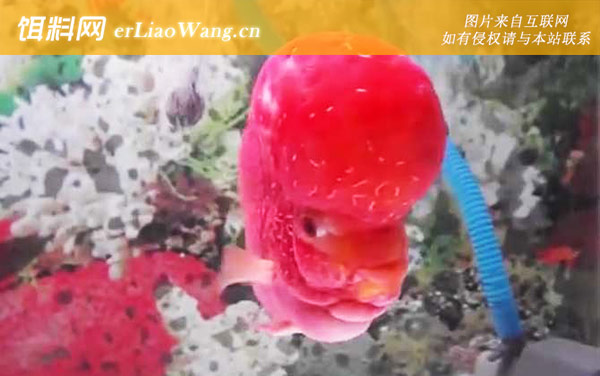 罗汉鱼:生活习性