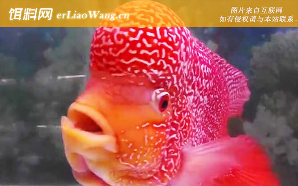 罗汉鱼:饲养方法