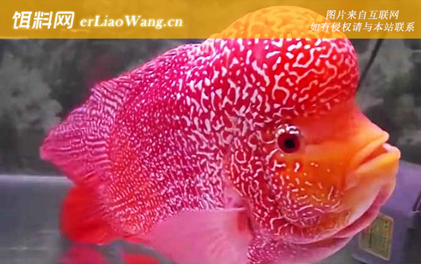 罗汉鱼:品系划分