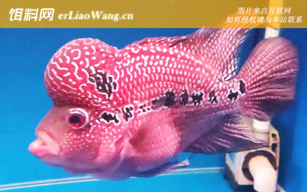 罗汉鱼:饲养管理