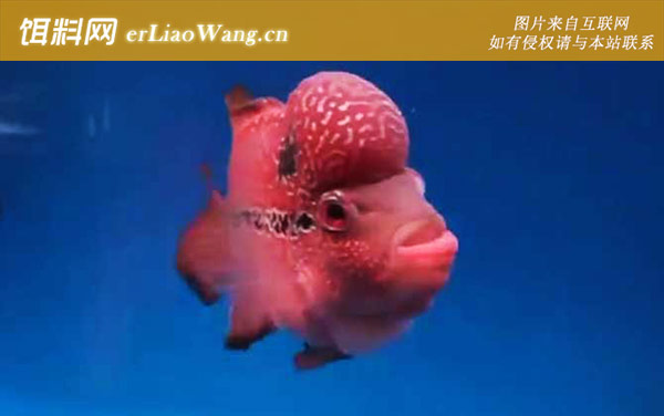 罗汉鱼:病害防治