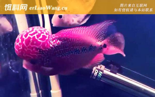 罗汉鱼价格多少钱一尾-品系划分