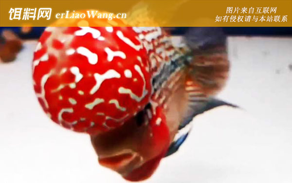 罗汉鱼:饲养方法