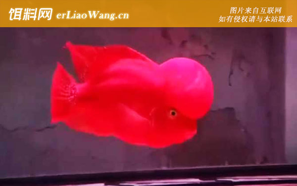 罗汉鱼:品系论述