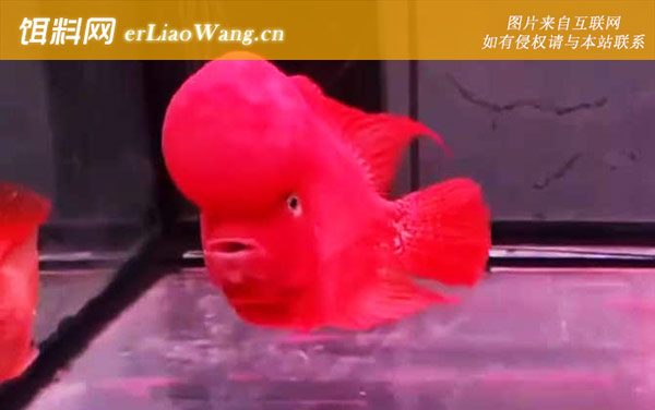 罗汉鱼多大起头-起头方法