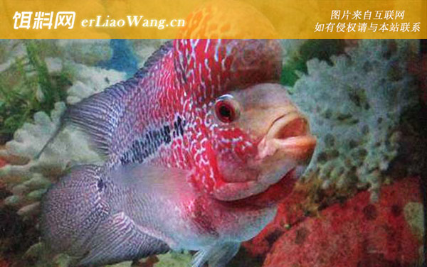 德萨品系:马骝品系