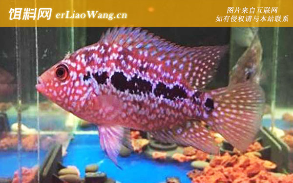 花角品系:德萨品系