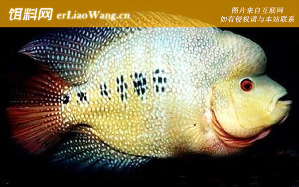 花角品系:花角品系