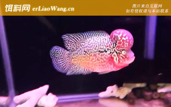 罗汉鱼:饲养方法