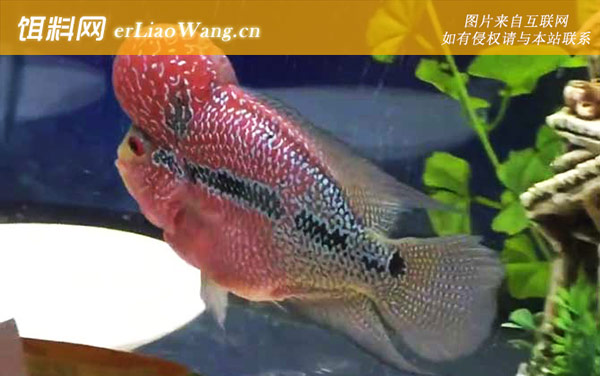 罗汉鱼:头型分类